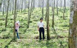 Thanh Hóa đã trồng mới hơn 1.300 ha cao su
